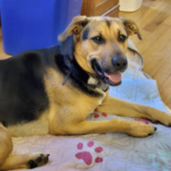 Rescue German Shepherd Dog Dogs for Adoption in Fairfax, Virginia - Sully A | PetCurious