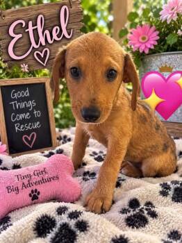 Ethel -  Catahoula Leopard Dog Dog for Adoption in New London, Wisconsin - Ethel | PetCurious