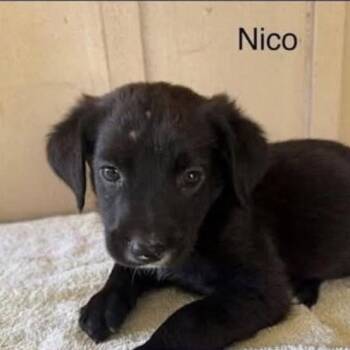 Nico (N Litter) -  Mixed Breed Dog for Adoption - Nico (N Litter) | PetCurious