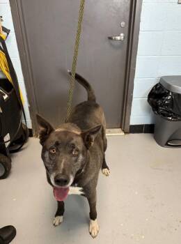 Belgian Shepherd Malinois Dogs Available for Adoption in Lawrenceville, Georgia - Pen 126 Tux | PetCurious