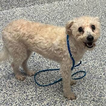 Pup Pup Rusty -  Poodle Dog for Adoption in Golden, Colorado - Pup Pup Rusty | PetCurious