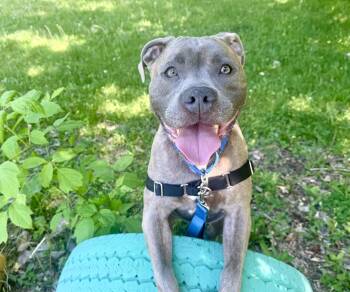 Jocko - couch potato lap dog -  Mixed Breed Dog Available for Adoption in Oshkosh, Wisconsin - Jocko - Couch Potato Lap Dog | PetCurious
