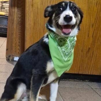 Rescue Australian Shepherd and Cattle Dog Dogs for Adoption in Phoenix, Arizona - Stella | PetCurious