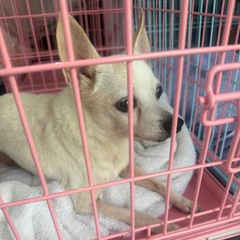 Rescue Chihuahua Dogs for Adoption in Jupiter, Florida - Walter | PetCurious