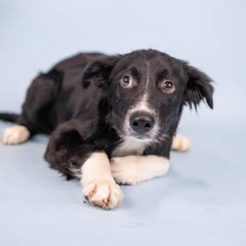 Sonny -  Mixed Breed Dog for Adoption in Portland, Oregon - Sonny | PetCurious