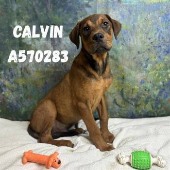 CALVIN -  Doberman Pinscher and Mixed Breed Dog for Adoption - CALVIN | PetCurious