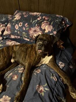 Shadow II -  Boxer Dog Available for Adoption in Hewitt, Texas - Shadow II | PetCurious