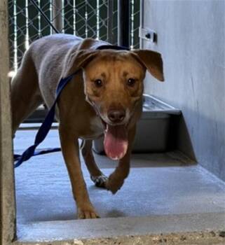 MARIGOLD -  Pit Bull Terrier and Mixed Breed Dog for Adoption in San Bernardino, California - MARIGOLD | PetCurious