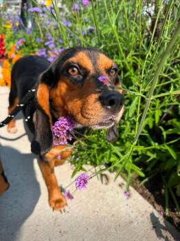 Karen -  Beagle Dog for Adoption in West Branch, Michigan - Karen | PetCurious