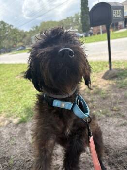 Obi -  Terrier Dog for Adoption in Lakeland, Florida - Obi | PetCurious