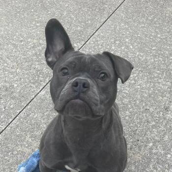 French Bulldog Dogs Available for Adoption - Esme | PetCurious