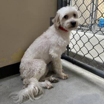 IVHS-Stray-143463 -  Maltese Dog for Adoption in San Gabriel, California - IVHS-Stray-143463 | PetCurious