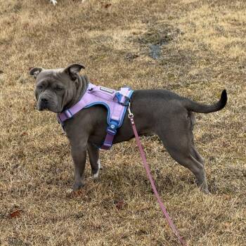 Mixed Breed Dogs Available for Adoption in South Burlington, Vermont - Willa | PetCurious