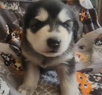 Lilth -  Alaskan Malamute Dog for Sale in Mouth Of Wilson, Virginia - Lilth | PetCurious
