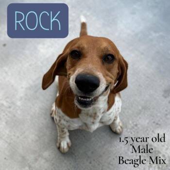 Beagle and Hound Dogs Available for Adoption in Nicholasville, Kentucky - Rock | PetCurious