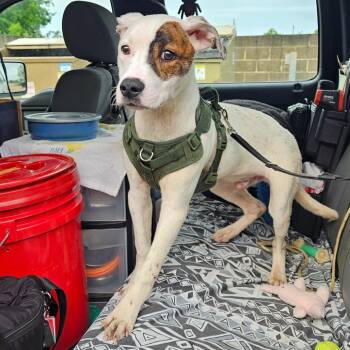 Mixed Breed Dogs Available for Adoption in Lake Jackson, Texas - WALL-E | PetCurious