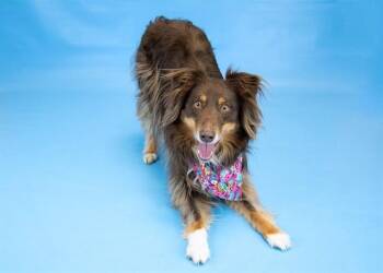 Australian Shepherd Dogs Available for Adoption in Colorado Springs, Colorado - NAOMI | PetCurious