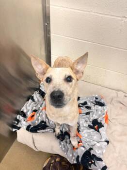 Ariel -  Australian Cattle Dog Blue Heeler Dog for Adoption in Rockwall, Texas - Ariel | PetCurious