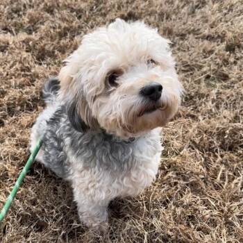 Yorkshire Terrier and Schnauzer Dogs Available for Adoption - Leo FKA Avery | PetCurious