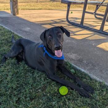 Mixed Breed Dogs Available for Adoption - Barracuda *AVAILABLE IN FOSTER* | PetCurious