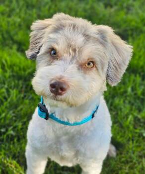 Casper -  Poodle Dog for Adoption in Lapeer, Michigan - Casper | PetCurious