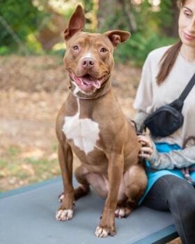 Driven -  Mixed Breed Dog for Adoption in Chamblee, Georgia - Driven | PetCurious