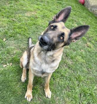 German Shepherd Dog Dogs Available for Adoption in Dublin, California - Frank | PetCurious