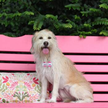 Gracie Mae -  Terrier Dog for Adoption in Wake Forest, North Carolina - Gracie Mae | PetCurious