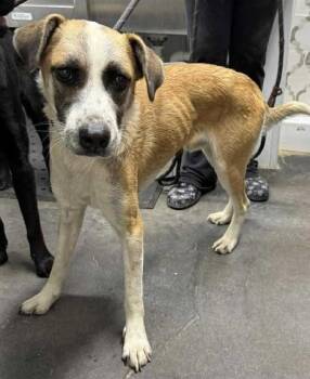 Rescue Australian Cattle Dog Blue Heeler Dogs for Adoption in Munfordville, Kentucky - Maximus | PetCurious