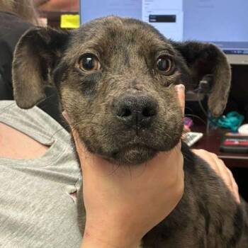 Granite -  Mixed Breed Dog for Adoption in Gadsden, Alabama - Granite | PetCurious
