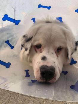 Rescue Great Pyrenees Dogs for Adoption in Edmonton, Alberta - Leon | PetCurious
