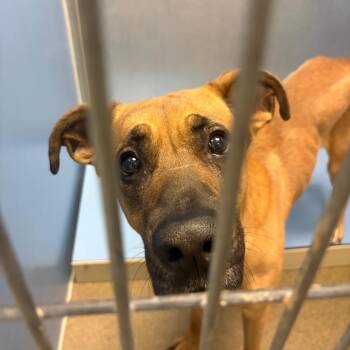 Willy -  German Shepherd Dog and Mixed Breed Dog for Adoption in Council Bluffs, Iowa - Willy | PetCurious