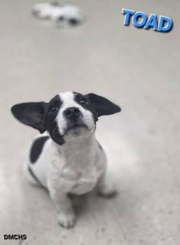 Toad -  Jack Russell Terrier and Mixed Breed Dog for Adoption in Burlington, Iowa - Toad | PetCurious