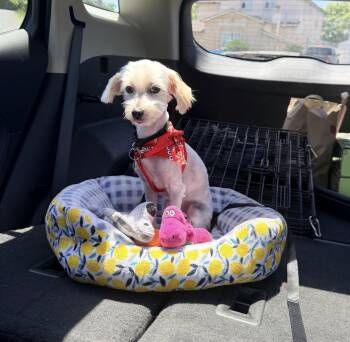 Haaland -  Miniature Poodle and Havanese Dog for Adoption in Marina Del Rey, California - Haaland | PetCurious