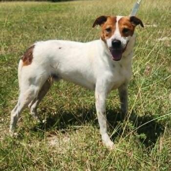 Boomer JuM -  Cattle Dog Dog for Adoption in Austin, Texas - Boomer JuM | PetCurious