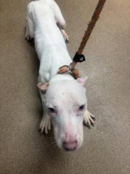 Huberto -  Mixed Breed Dog for Adoption in Chamblee, Georgia - Huberto | PetCurious