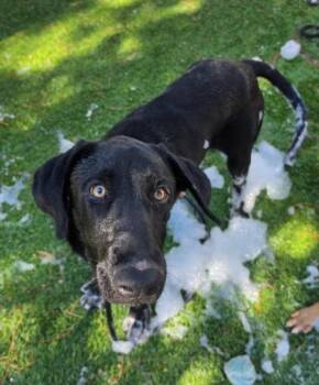Sammy -  Great Dane and Labrador Retriever Dog for Adoption in Sedalia, Colorado - Sammy | PetCurious