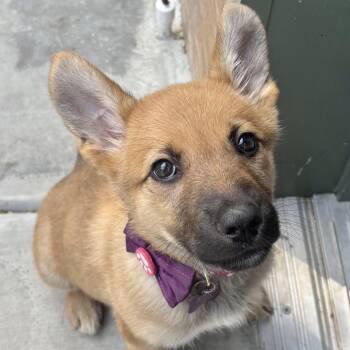 Shepherd Dogs Available for Adoption - Carly | PetCurious