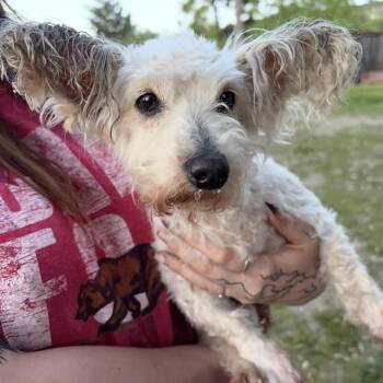 Poodle and Dachshund Dogs Available for Adoption - Sally | PetCurious