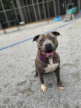 Rescue Pit Bull Terrier Dogs for Adoption in Emporia, Virginia - Tinsel | PetCurious