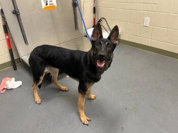 2026-06-039 *Steph* -  German Shepherd Dog Dog for Adoption in Winder, Georgia - 2026-06-039 *Steph* | PetCurious