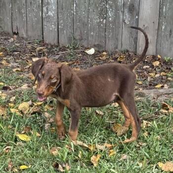 Dress Rehersal -  Australian Shepherd and Doberman Pinscher Dog for Adoption in Carencro, Louisiana - Dress Rehersal | PetCurious