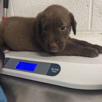 Brownie Bean -  Labrador Retriever Dog for Adoption in Edinburg, Texas - Brownie Bean | PetCurious