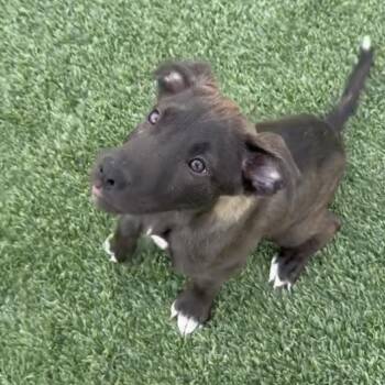 Justice -  Labrador Retriever and German Shepherd Dog Dog for Adoption in Tacoma, Washington - Justice | PetCurious