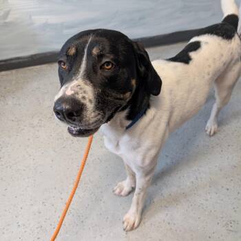 Coonhound Dogs Available for Adoption in Blair, Wisconsin - Cookie | PetCurious