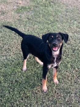 Leo -  Chihuahua and Australian Shepherd Dog for Adoption in Marion, Texas - Leo | PetCurious