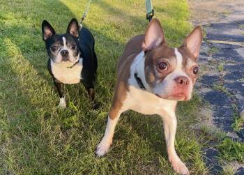 Tikkah Marie & Buddy in NH. Come Meet our Adoptable Dogs Wednesd -  Boston Terrier Dog for Adoption in Manchester, New Hampshire - Tikkah Marie & Buddy In NH. Come Meet Our Adoptable Dogs Wednesd | PetCurious