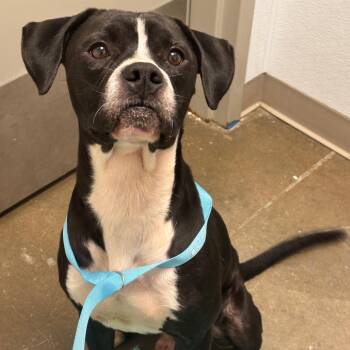 Pit Bull Terrier Dogs Available for Adoption - Dude | PetCurious