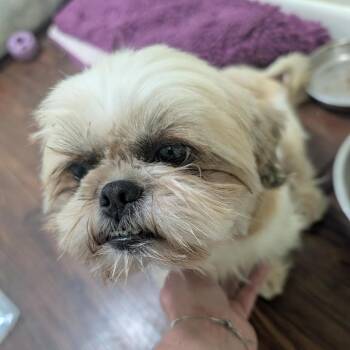Peggy -  Shih Tzu Dog for Adoption in Columbia, Missouri - Peggy | PetCurious