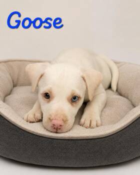 Goose -  Labrador Retriever Dog for Adoption in Momence, Illinois - Goose | PetCurious